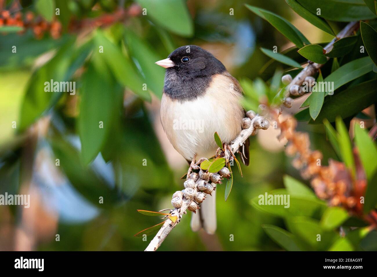 Ein dunkeläugiger Junco-Vogel (Junco hyemalis) in Palo Alto, Kalifornien Stockfoto