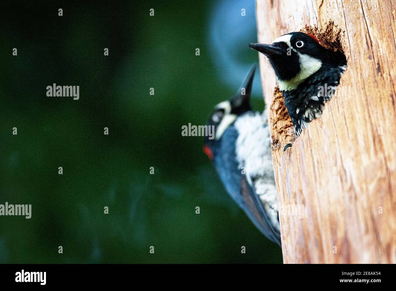 Ein Acorn Woodspecht (Melanerpes formicivorus) in einem Telefonmast in Atherton Kalifornien Stockfoto