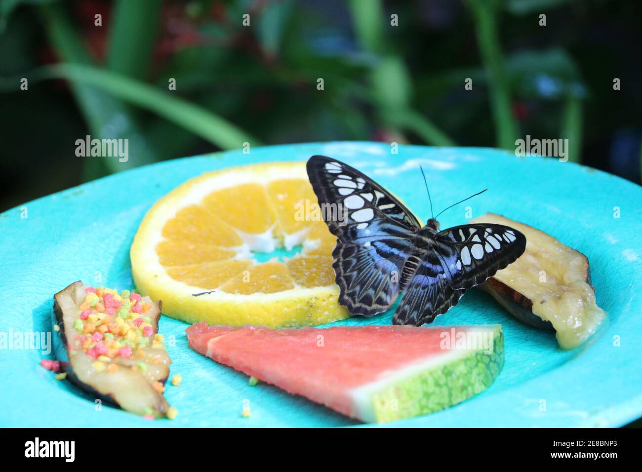 Schwarzer und blauer Schmetterling, der einen Obstteller genießt. Stockfoto