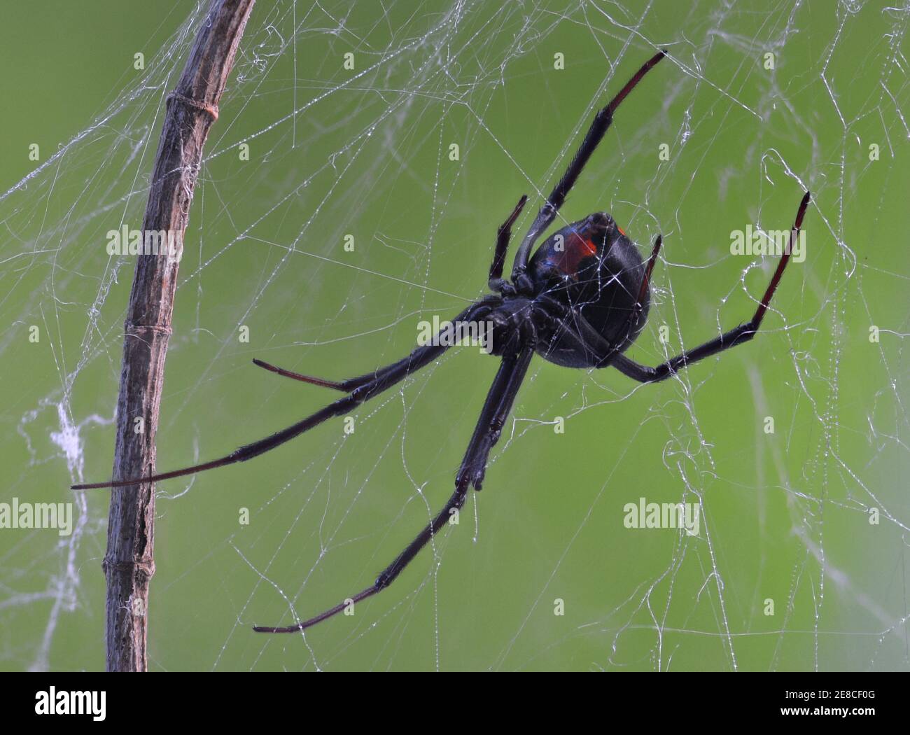 Schwarze wido (roter Rücken) Spinne auf Netz in natürlicher Umgebung Stockfoto