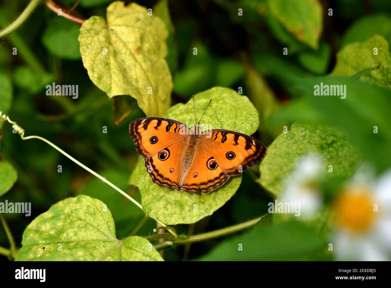 Pfau Stiefmütterchen Schmetterling ruht auf wilden passiflora Blatt Stockfoto