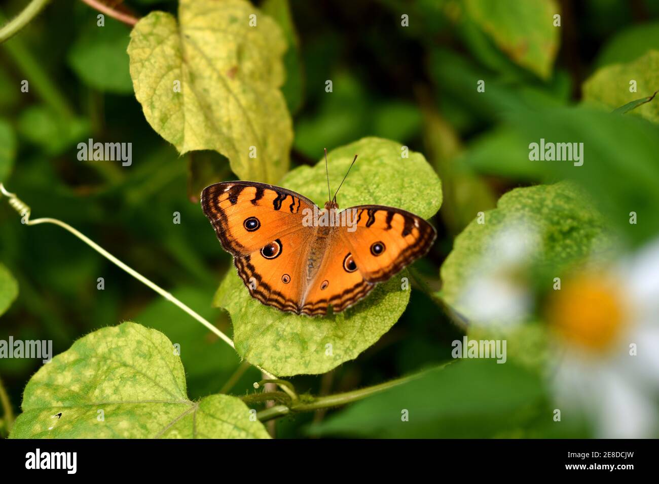 Pfau Stiefmütterchen Schmetterling ruht auf wilden passiflora Blatt Stockfoto