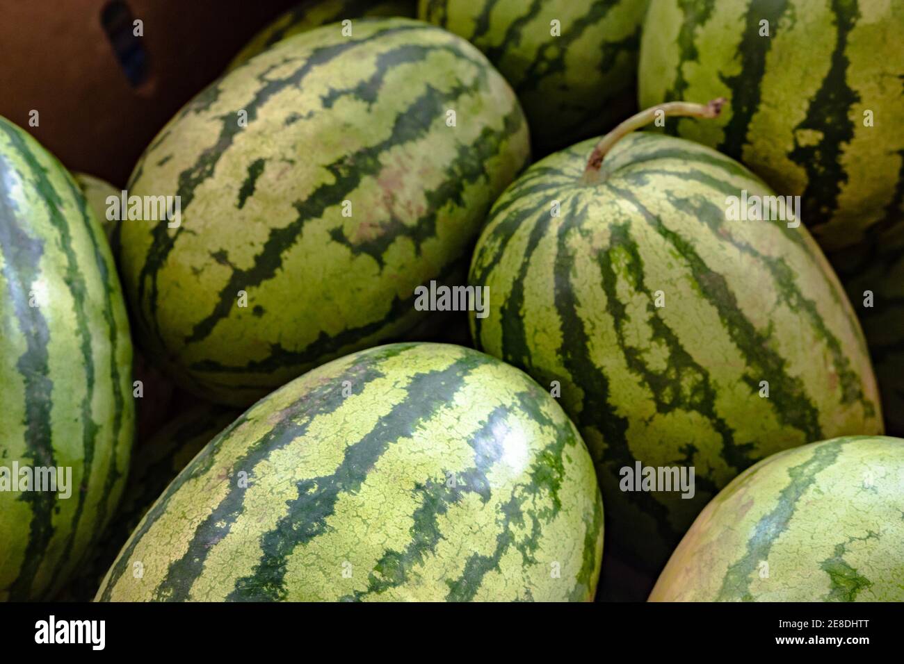 Hintergrundbild von Wassermelonen auf einem Bauernmarkt Stockfoto