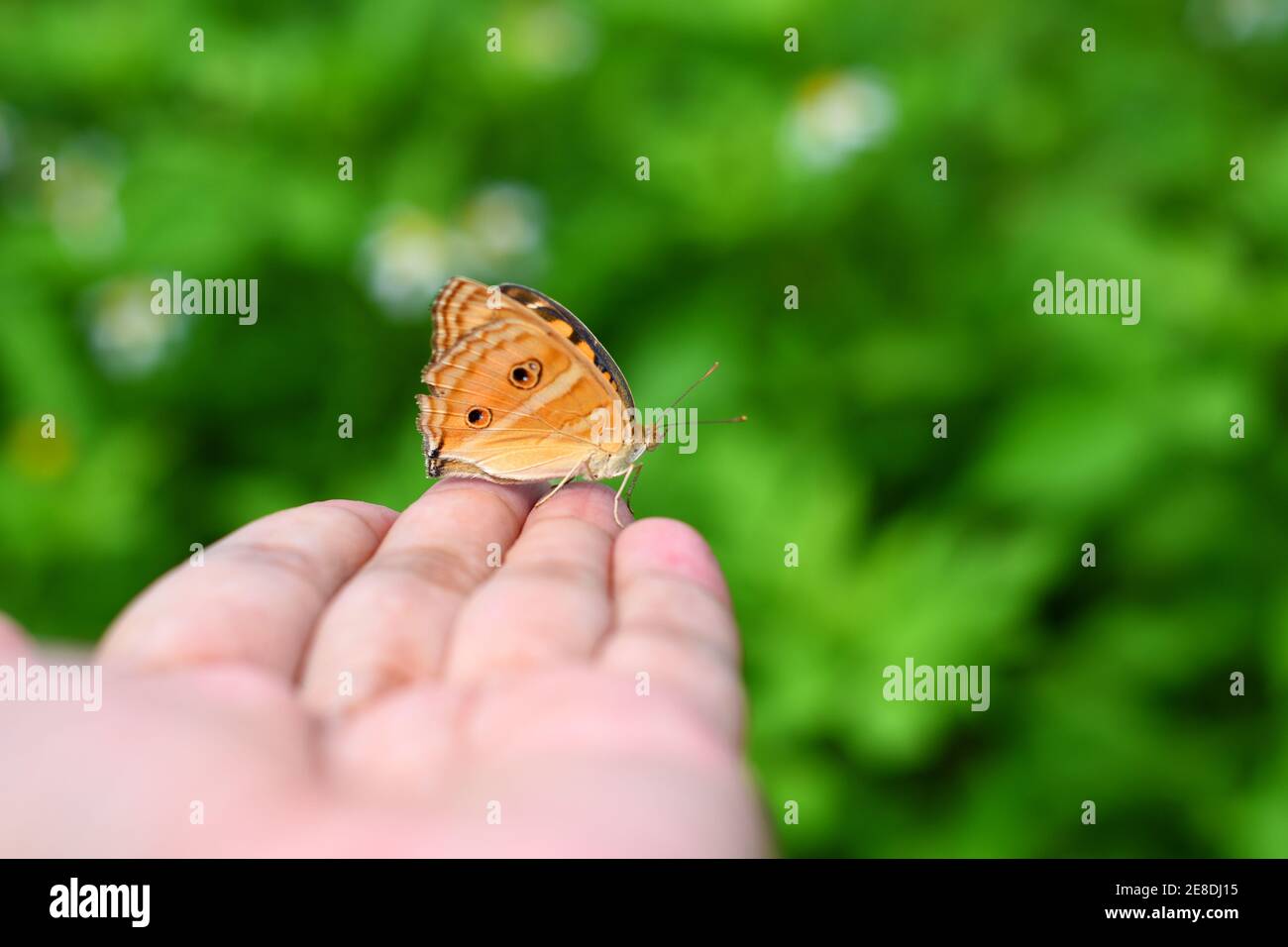Schmetterling ruhen auf menschlichen Fingerspitzen Stockfoto