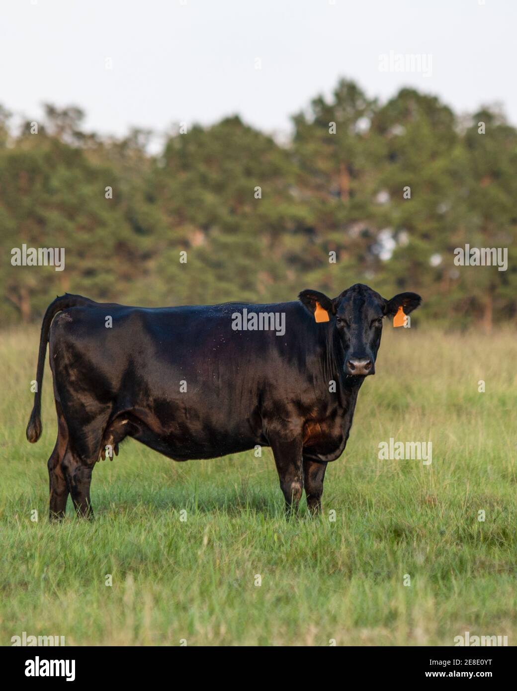 Porträt einer schwarzen Angus-Brut-Kuh, die im Stehen steht Eine Weide, die auf die Kamera schaut Stockfoto