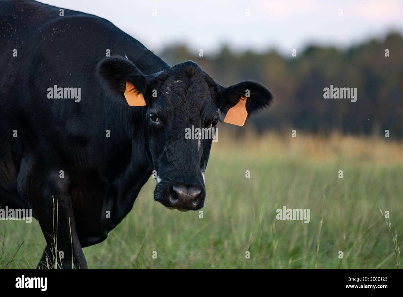 Erwachsene schwarze Angus gekreuzt Kuh zu Fuß in Richtung der Kamera mit Leerer Bereich zum Kopieren nach rechts Stockfoto