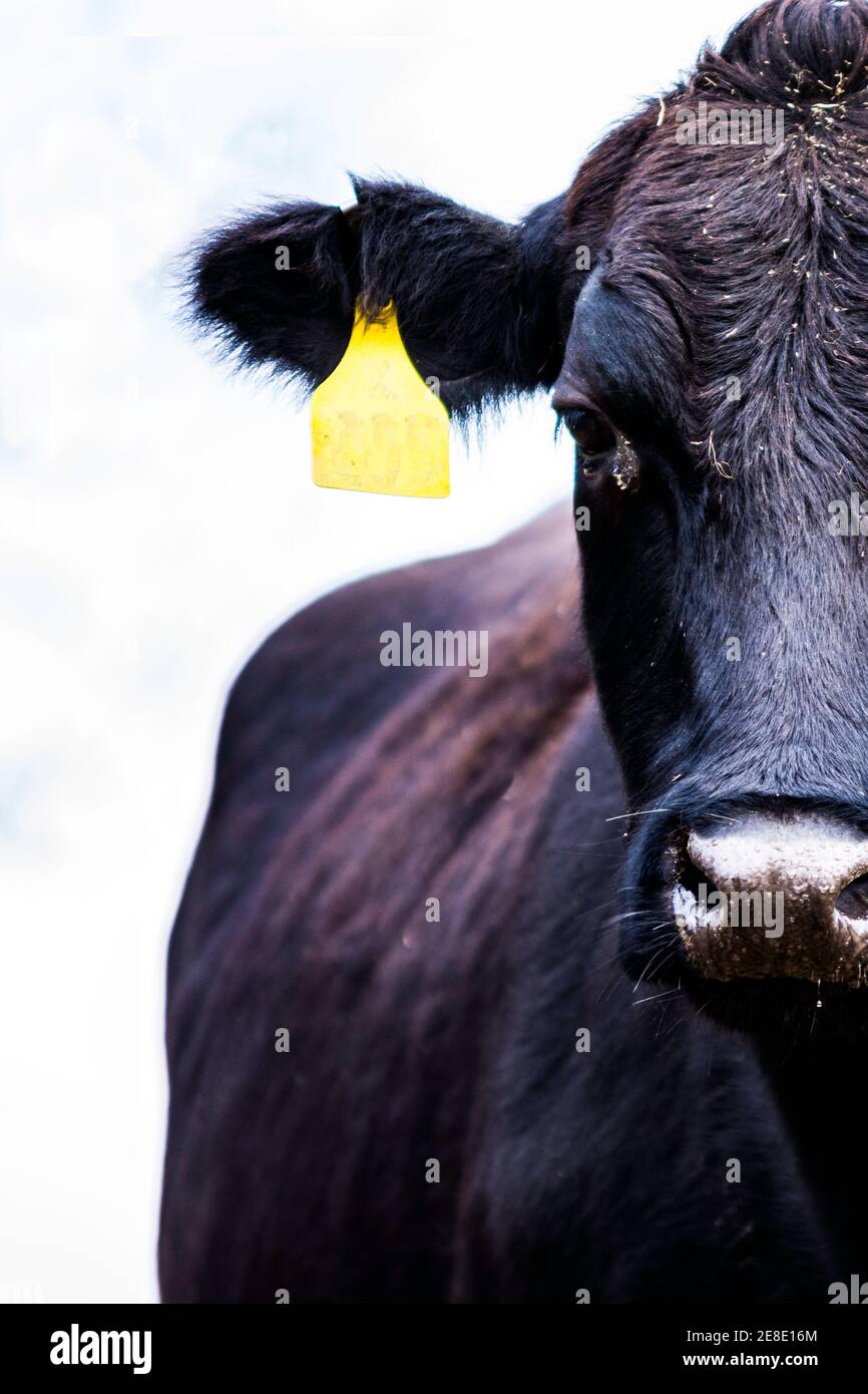 Angus Kuh Hälfte Gesicht Stockfoto