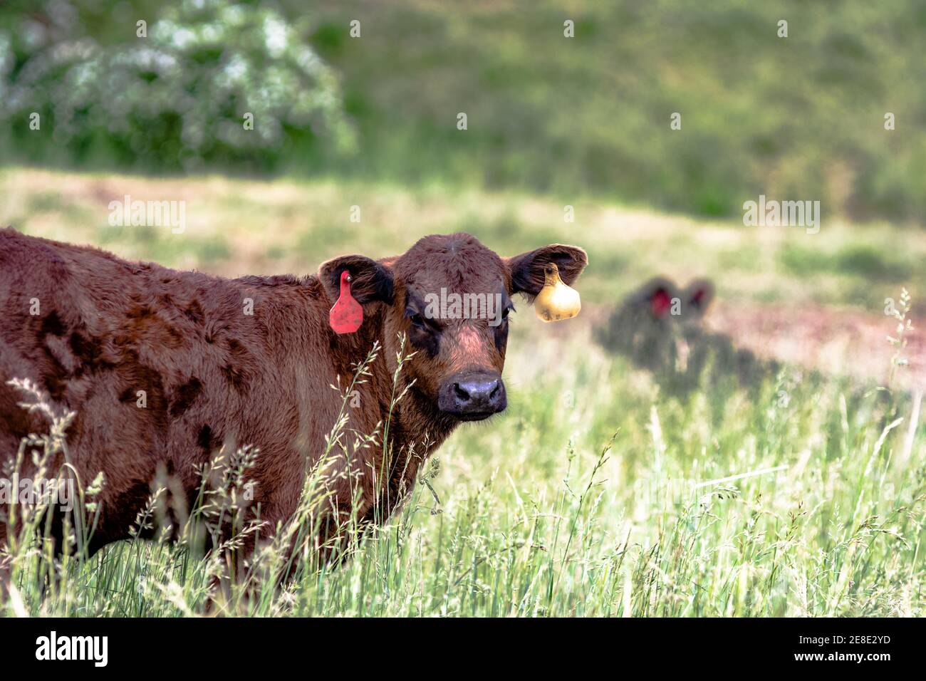 Angus entitled Kalb stehend in rohrschwingel Weide mit einer anderen Kuh unscharf im Hintergrund Stockfoto