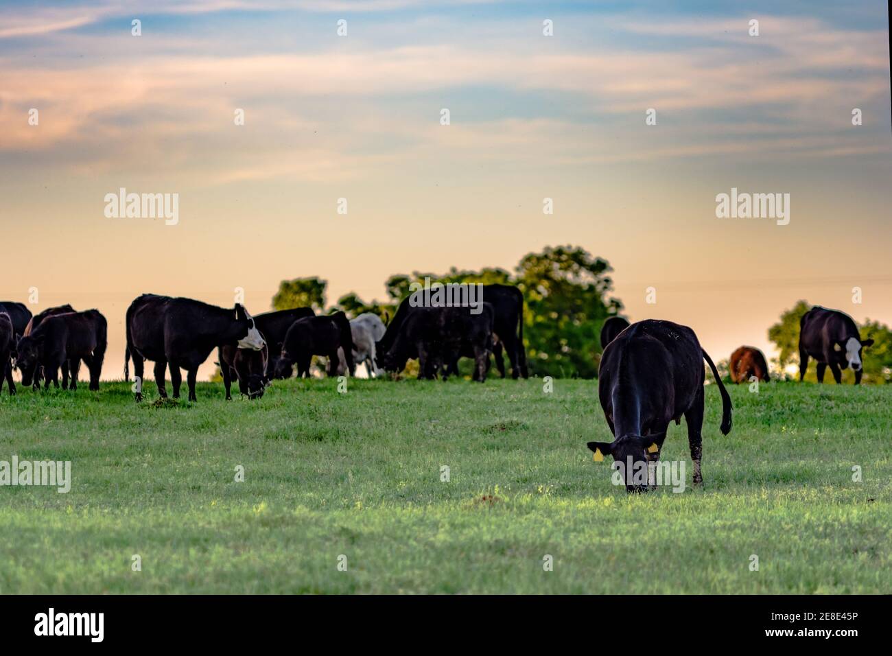 Angus gekreuzt Rinder grasen auf frühen Frühlingsgras mit einem Blauer und rosa Sonnenuntergang Himmel Stockfoto