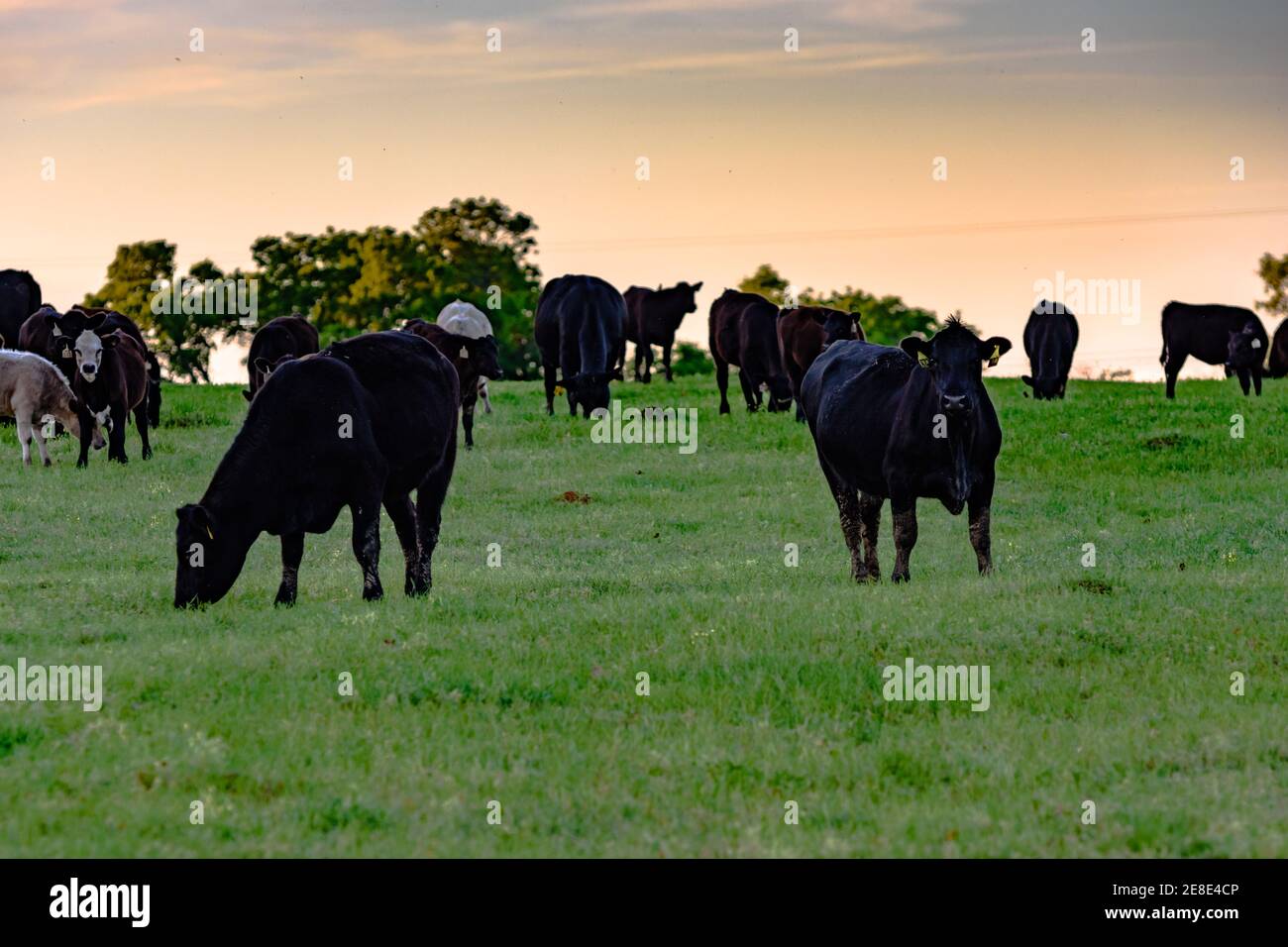 Angus kreuzten Rinder auf einer grünen Weide bei Sonnenuntergang Stockfoto
