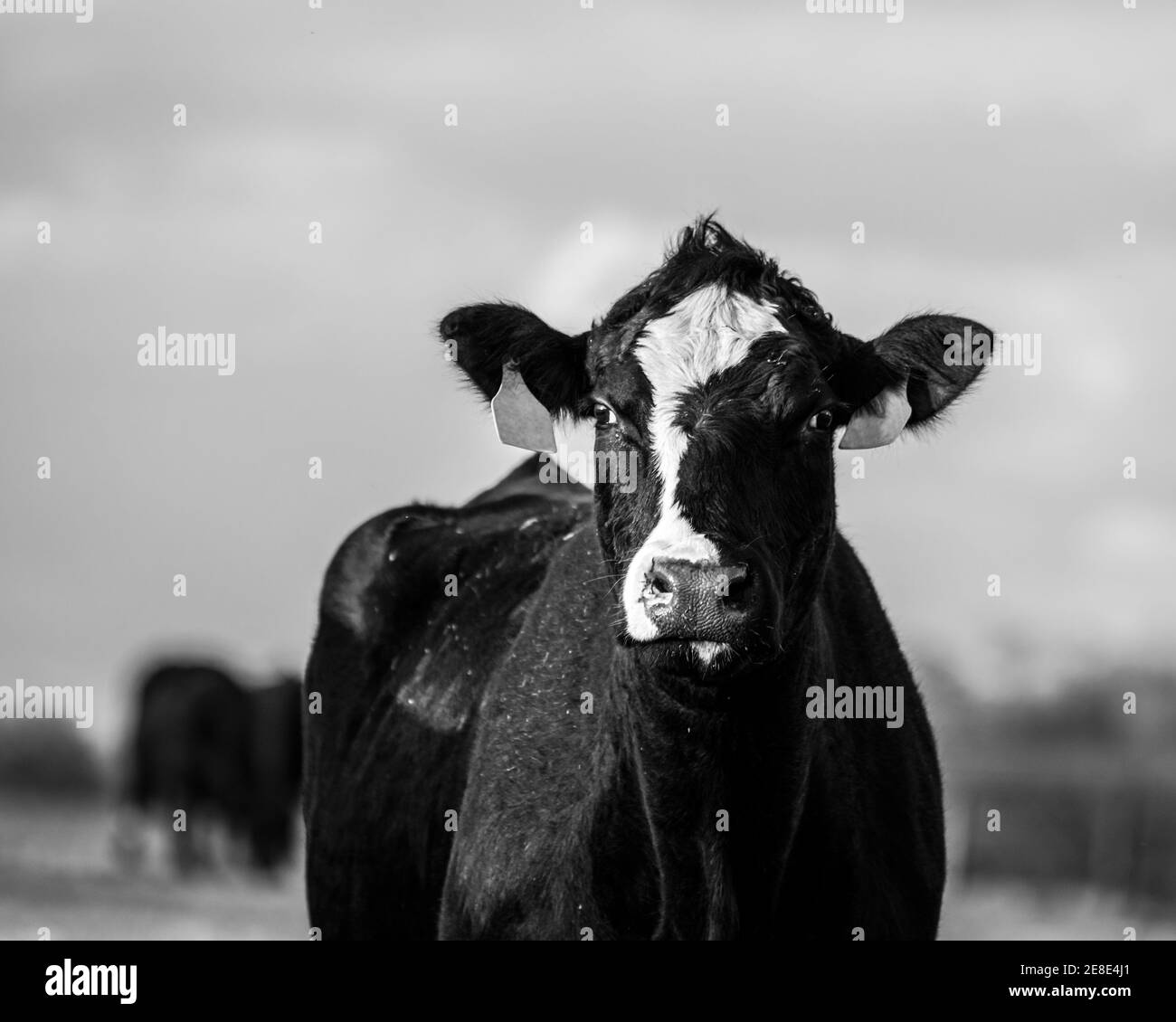 Angus gekreuzt Kuh mit gelben Ohrmarken aus der Brust Up schaut auf die Kamera, während andere Kühe unscharf sind Der Hintergrund Stockfoto