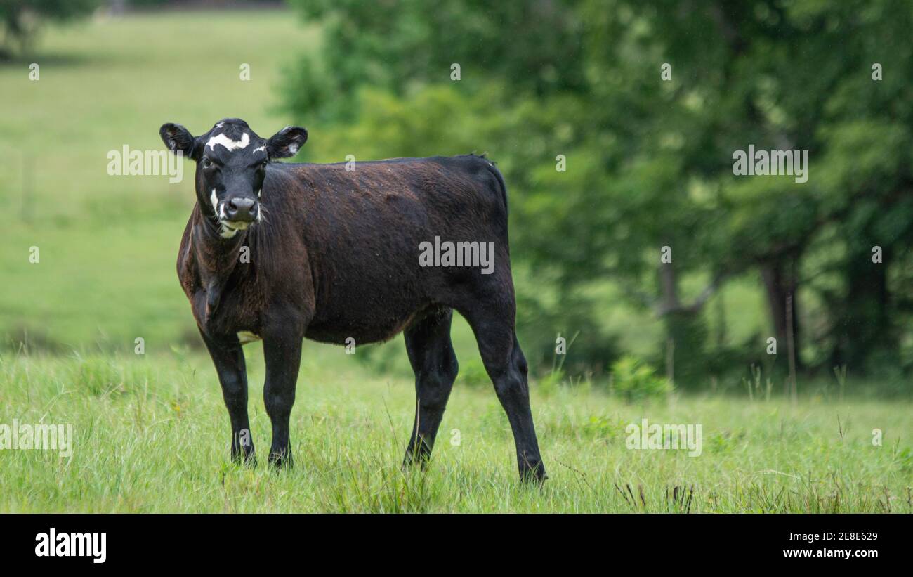 Einzelne Angus-Mischfelle, die auf einem grünen Grashintergrund auf die Kamera schaut. Stockfoto
