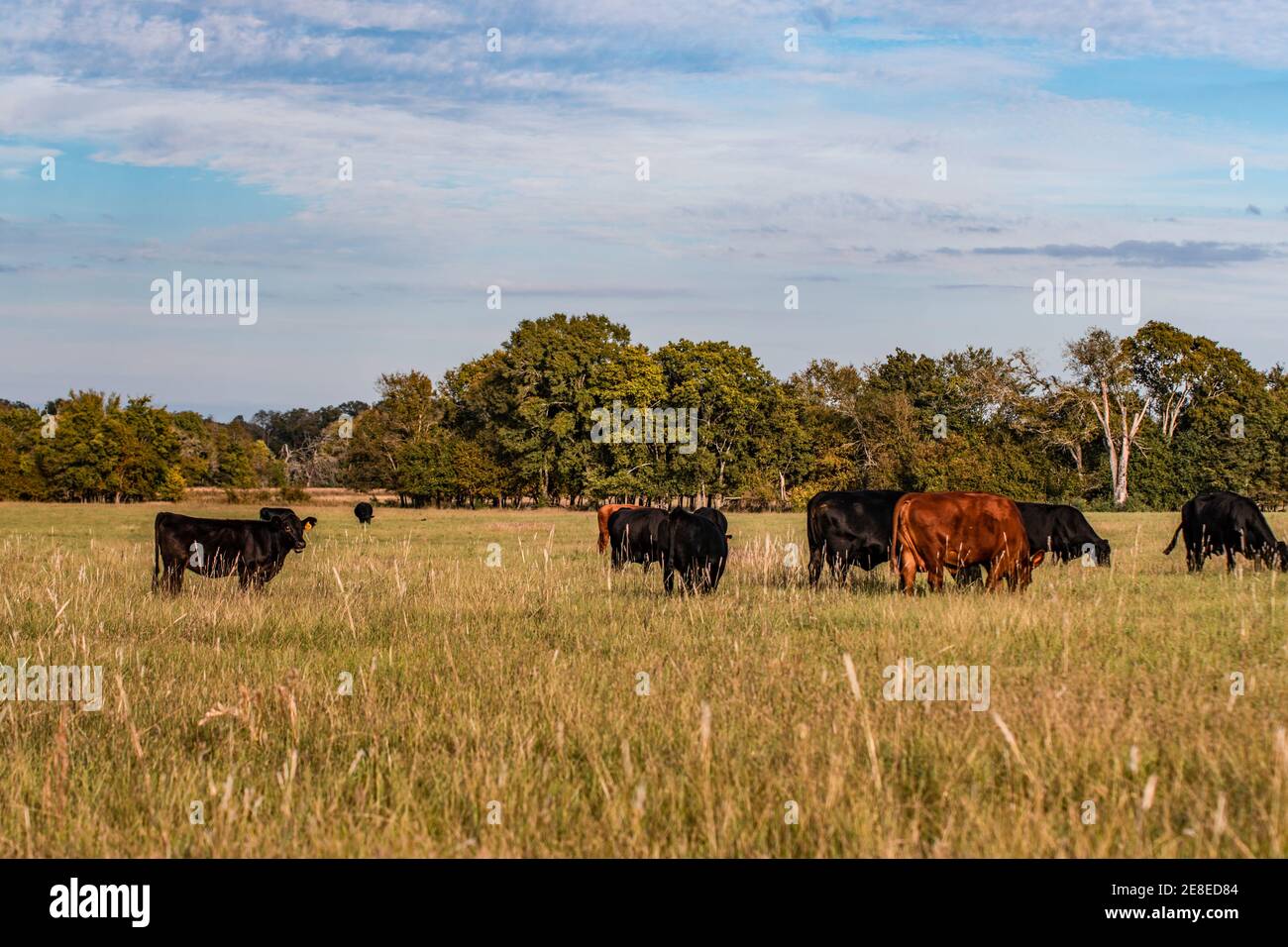 Landwirtschaftlicher Hintergrund einer Rinderherde auf einer südlichen Weide im Oktober. Stockfoto