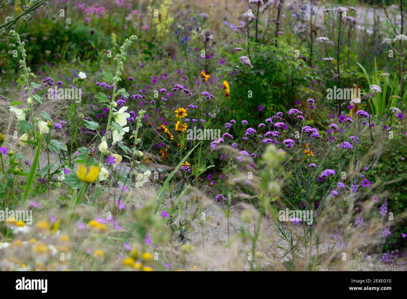 Verbena bonariensis, hohe mehrjährige, lila Blüten, Blumen, gemischte Bepflanzung, gemischte Grenze, gemischte Pflanzung Schema, Prärie Stil Bepflanzung, RM Floral Stockfoto