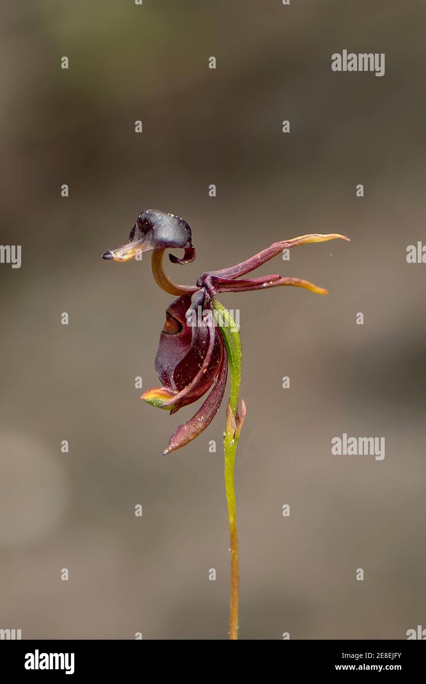 Caleana Major, große Ente-Orchidee Stockfoto