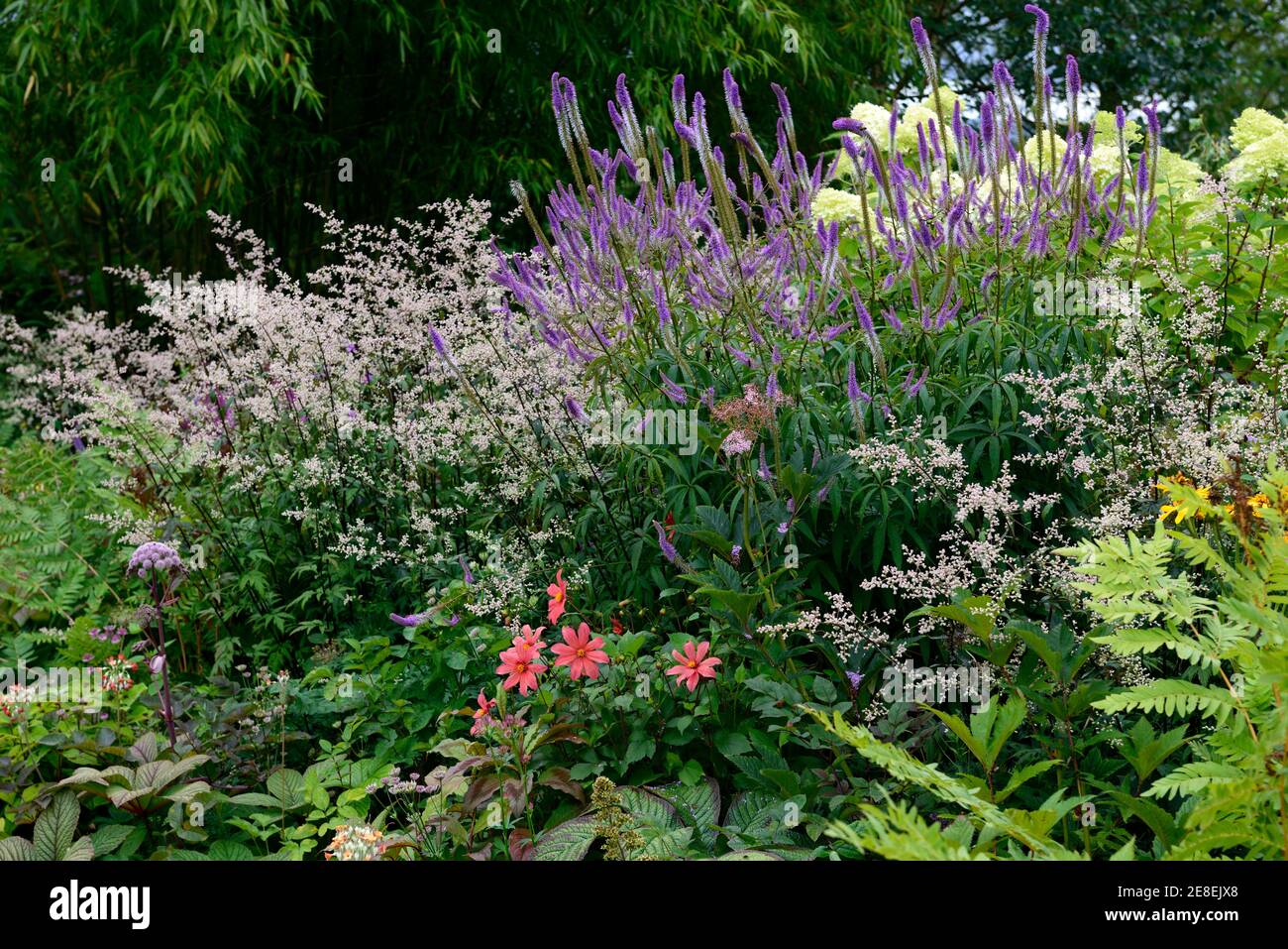 Artemisia lactiflora Guizhou, weißes Beifuß, Blütenspray, weiße Blüten, blühende, rot-braune Stängel, farnige schwarz-grüne Blätter, Veronicastrum Virginicum Stockfoto