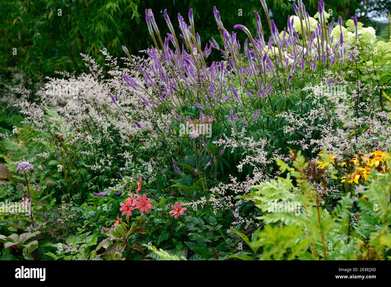 Artemisia lactiflora Guizhou, weißes Beifuß, Blütenspray, weiße Blüten, blühende, rot-braune Stängel, farnige schwarz-grüne Blätter, Veronicastrum Virginicum Stockfoto