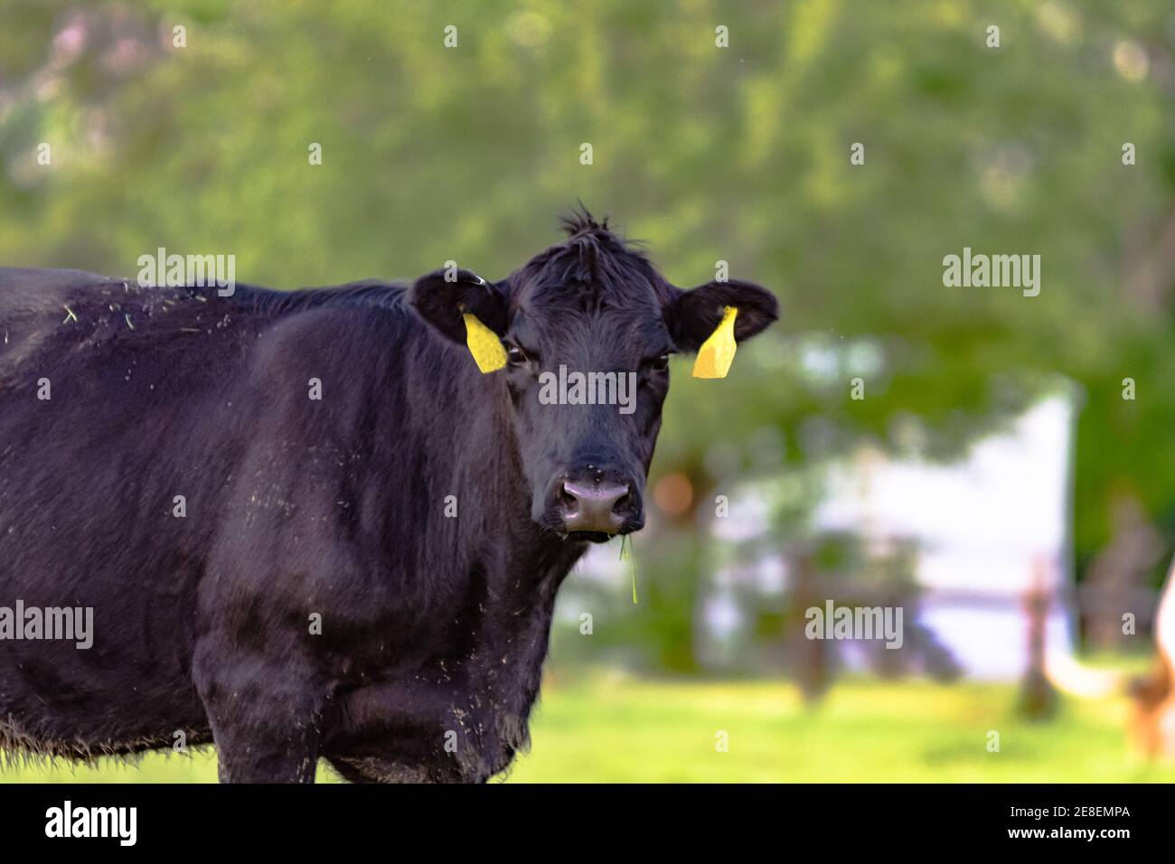 Schwarze Angus Kuh mit zwei gelben Ohrmarken mit verschwommen Hintergrund Stockfoto