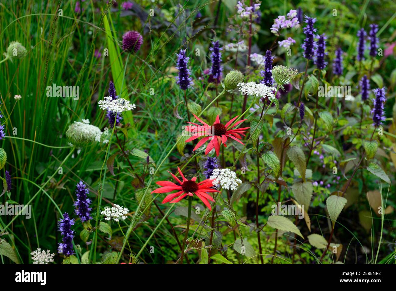 echinacea Tomatensuppe, Allium sphaerocephalon, Drumstick allium, Agastache, Echinaceas, molinia, Gras, Gräser, daucus, Garten, gemischtes mehrjähriges Bett, Rand, Mischung Stockfoto