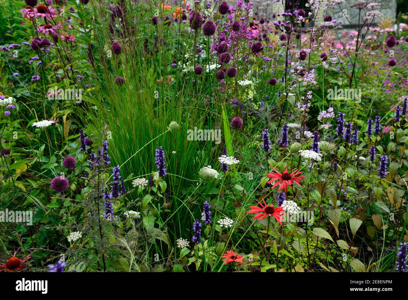 echinacea Tomatensuppe, Allium sphaerocephalon, Drumstick allium, Agastache, Echinaceas, molinia, Gras, Gräser, daucus, Garten, gemischtes mehrjähriges Bett, Rand, Mischung Stockfoto