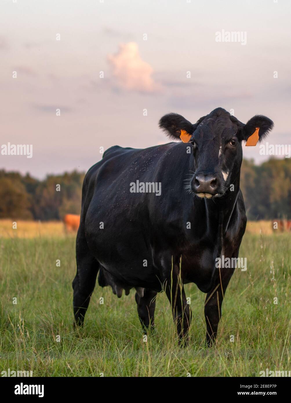Eine schwarze Angus-Crossbred-Kuh in der Abenddämmerung im Portrait mit anderen Kühen im Hintergrund. Stockfoto