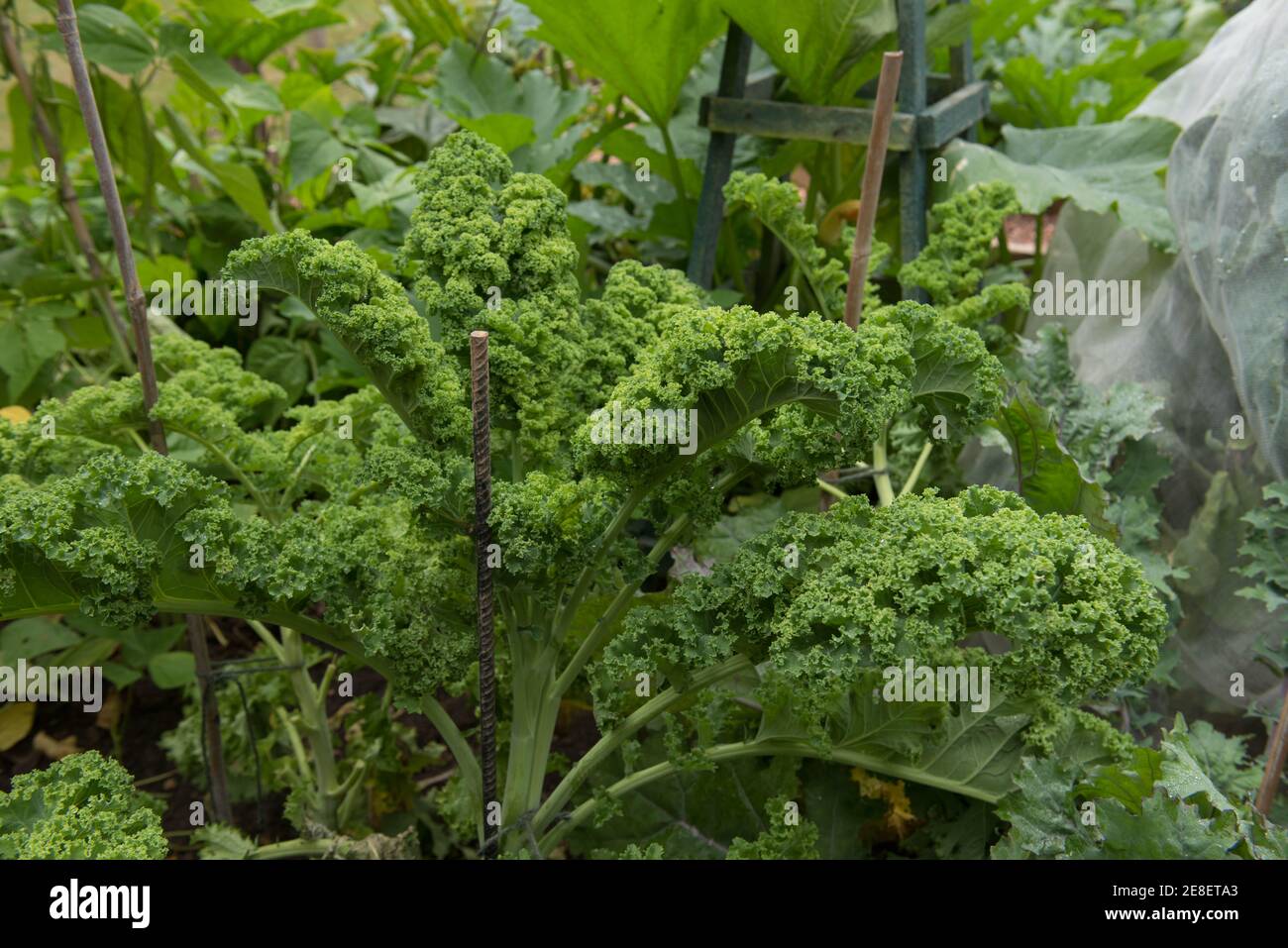 Selbstgewachsener Bio-Grünblatt-Kale (Brassica oleracea), der auf einer Zuteilung in einem Gemüsegarten in Rural Devon, England, Großbritannien, wächst Stockfoto