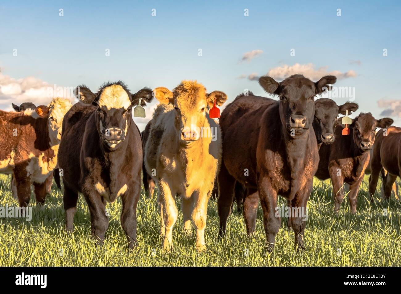 Eine Gruppe von gekreuzten Färsen, die auf der Weide im Gras stehen Der Frühling Stockfoto