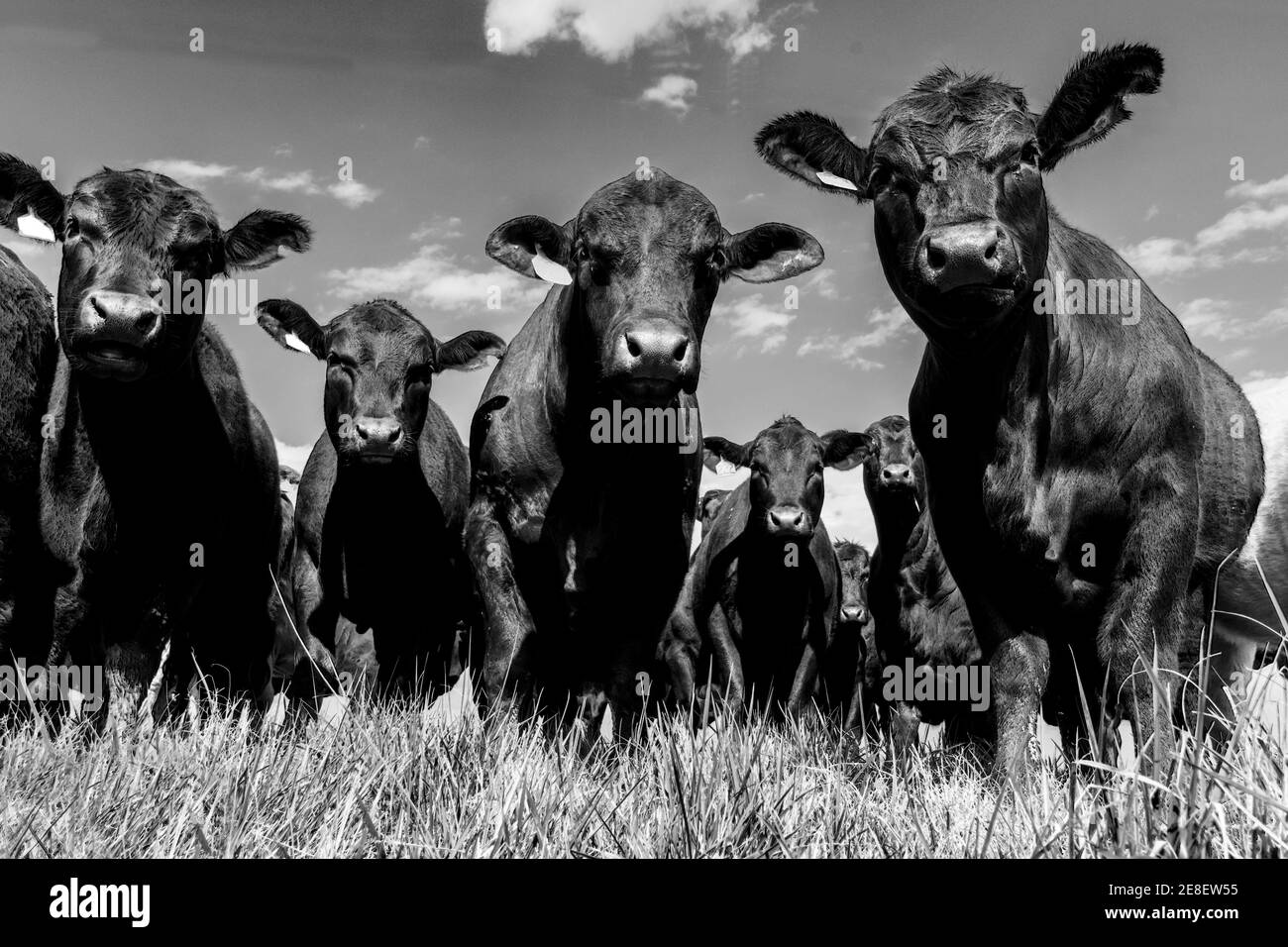 Schwarzer Angus-Stier und Färsen schossen aus der Nähe von einem Niedriger Winkel mit blauem Himmel Hintergrund Stockfoto