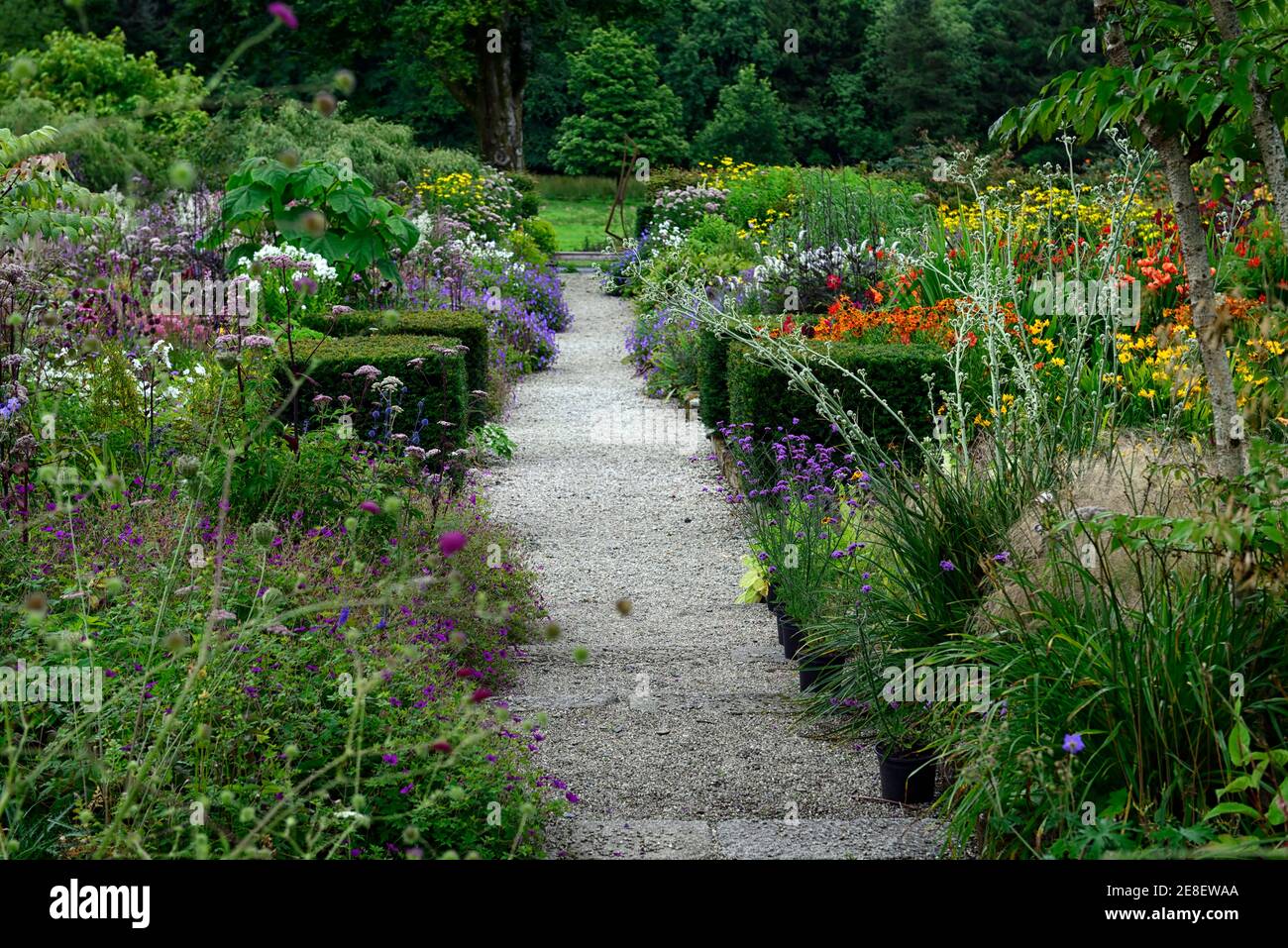 Juni Blakes Garden, krautige Pflanzung, krautige Grenzen, Pflanze gesäumten Weg, Weg, mehrjährig, gemischt, Stauden, Grenze, Betten, Wicklow, Irland, Garten, Garde Stockfoto