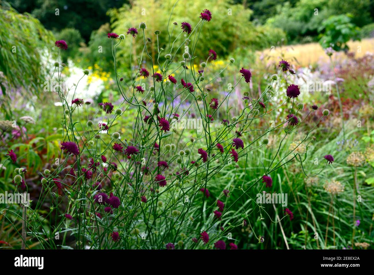 Knautia macedonica, scabious, Nadelkissen, Wein rote Blumen, Blume, Blüte, Wildblumen, Garten, Gärten, Tierfreundlich, RM Floral Stockfoto