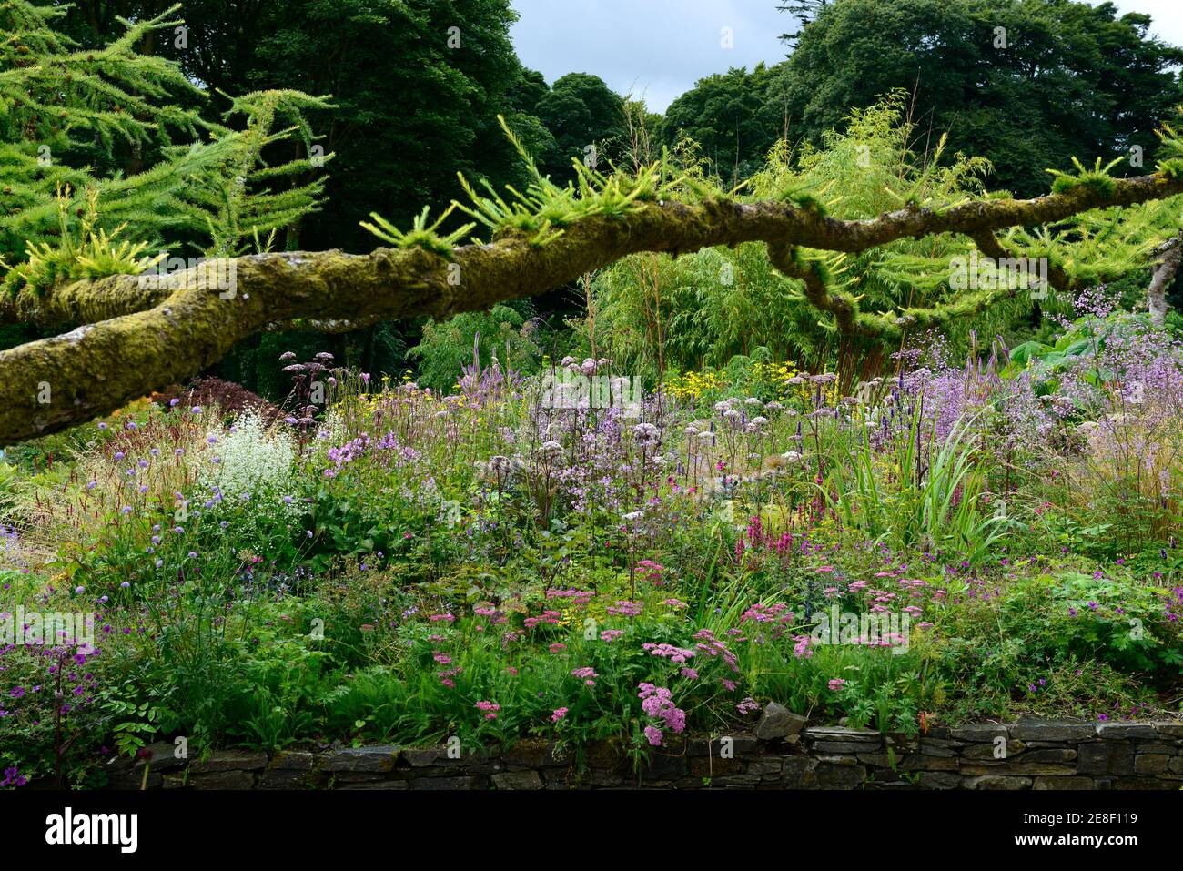 Veronicastrum virginicum Faszination, Angelika, thalictrum, achillea, Garten, Gärten, mehrjährig, Stauden, üppiges Pflanzschema, Sommer im Garten, gemischt Stockfoto