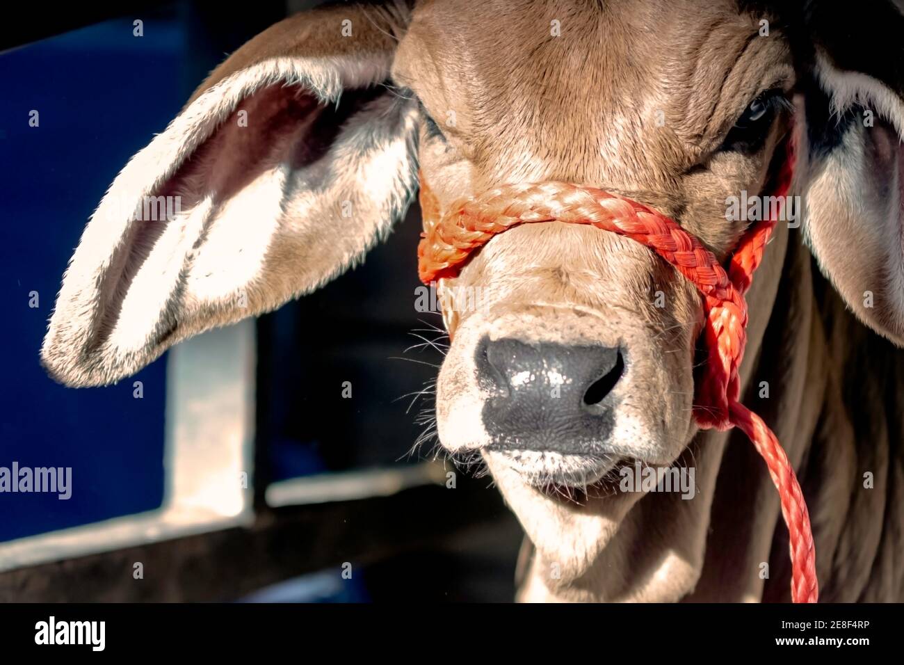 Nahaufnahme des Brahman Kalbsgesichtes mit einem roten Gesicht Halter Stockfoto