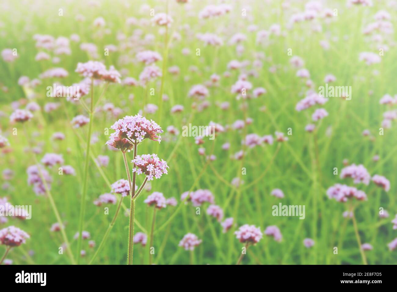 Frühlingslandschaft der blühenden rosa Verbena Blumen Stockfoto