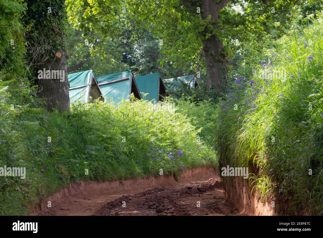 Eine braune Bauernstraße mit Hühnerstall auf der anderen Seite Einer grünen Hecke mit Bäumen im Hintergrund Stockfoto