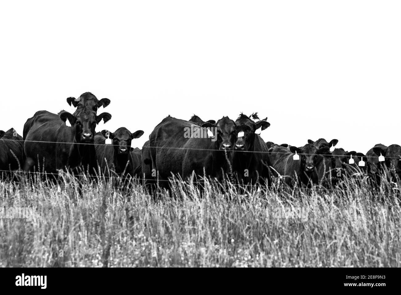 Schwarz-weißes Bild einer Linie von Angus-Kühen Hinter provisorischem Elektrozaun stehen Stockfoto