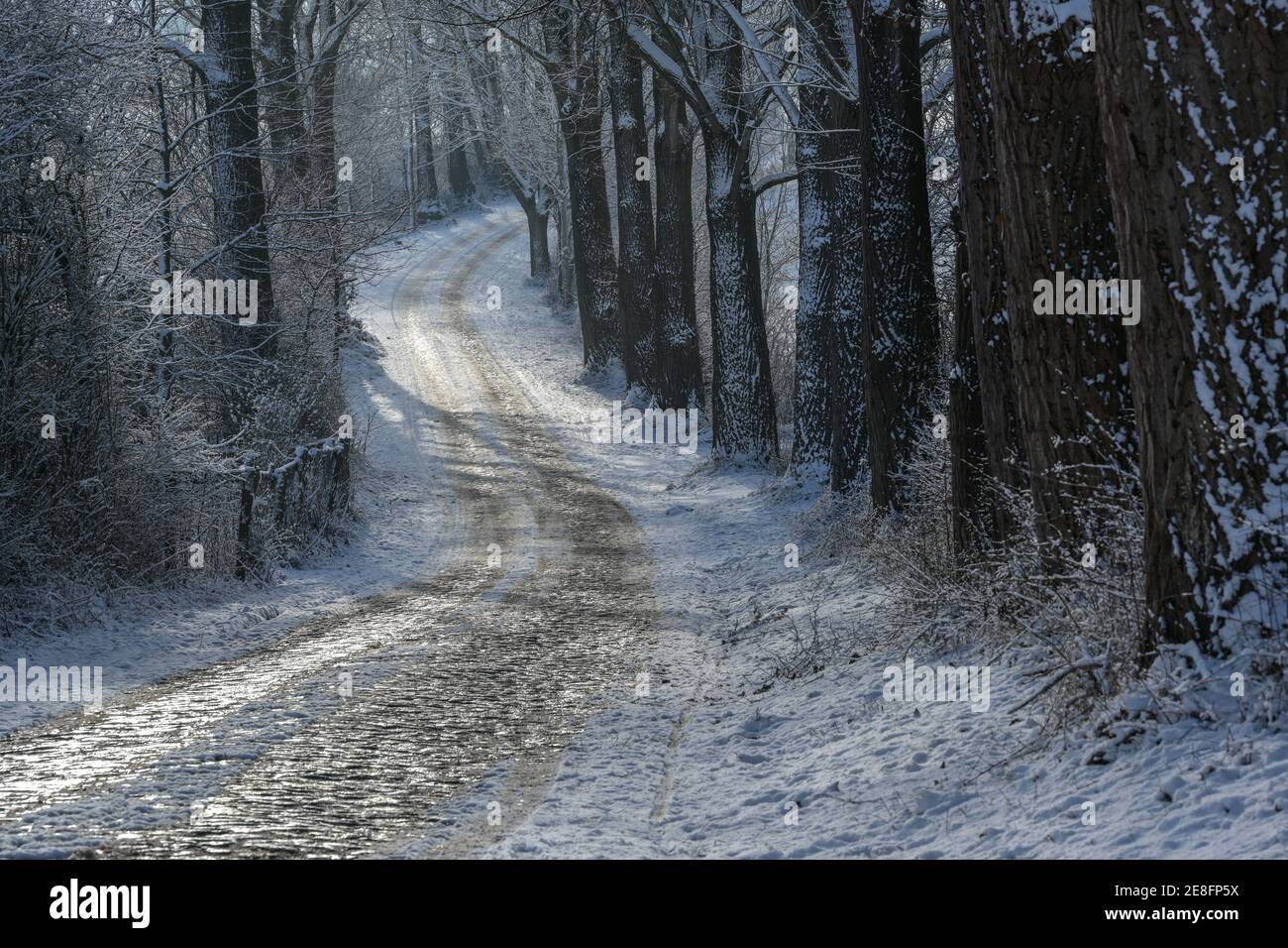 Enge kurvige Landstraße aus Kopfsteinpflaster im Winter mit Eis und Schnee zwischen dunklen Baumstämmen bedeckt, idyllische Landschaft, aber rutschig und gefährlich Stockfoto