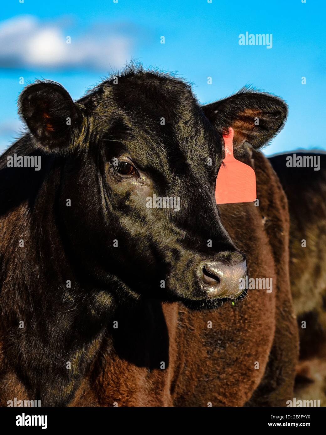 Schwarze Angus-Färse mit verfärbter, durch Kupfer verursachter Haarschicht Mangel Stockfoto