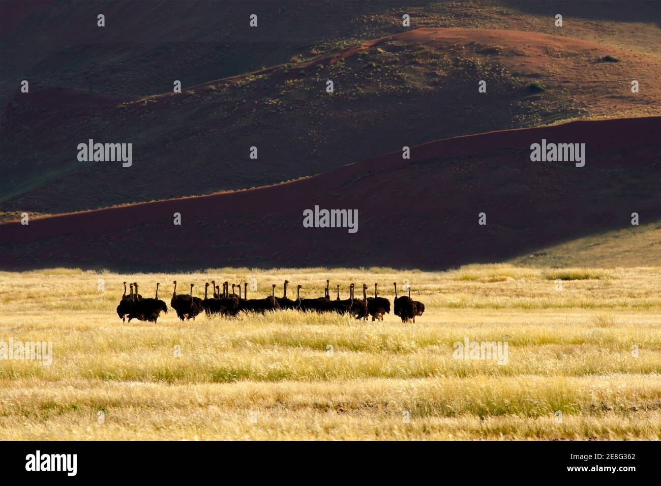 Wüstenlandschaft mit Straußen (Struthio camelus), Sossusvlei, Namibia Stockfoto