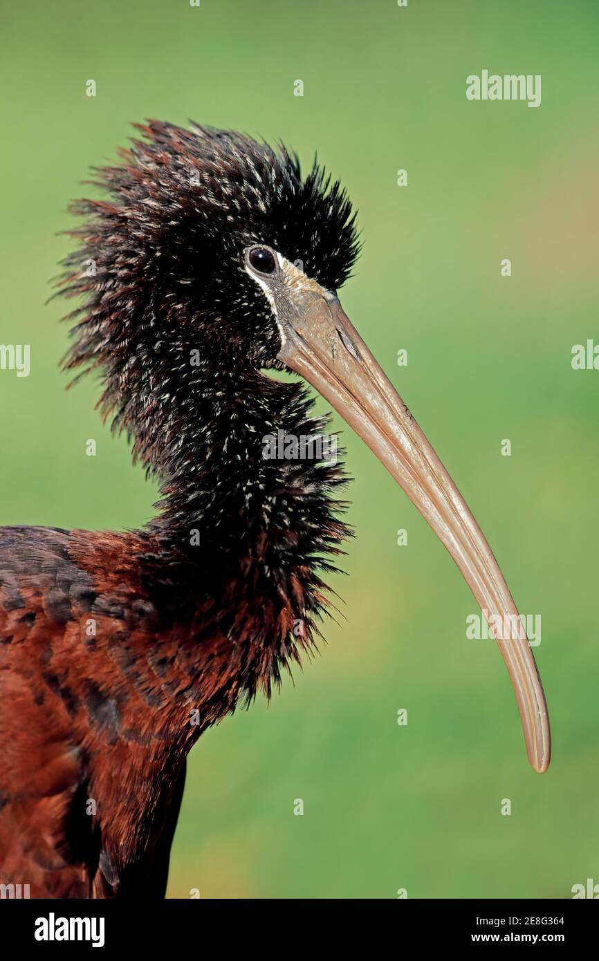 pics African Sacred Ibis (African Plegadis Falcinellus) alamy