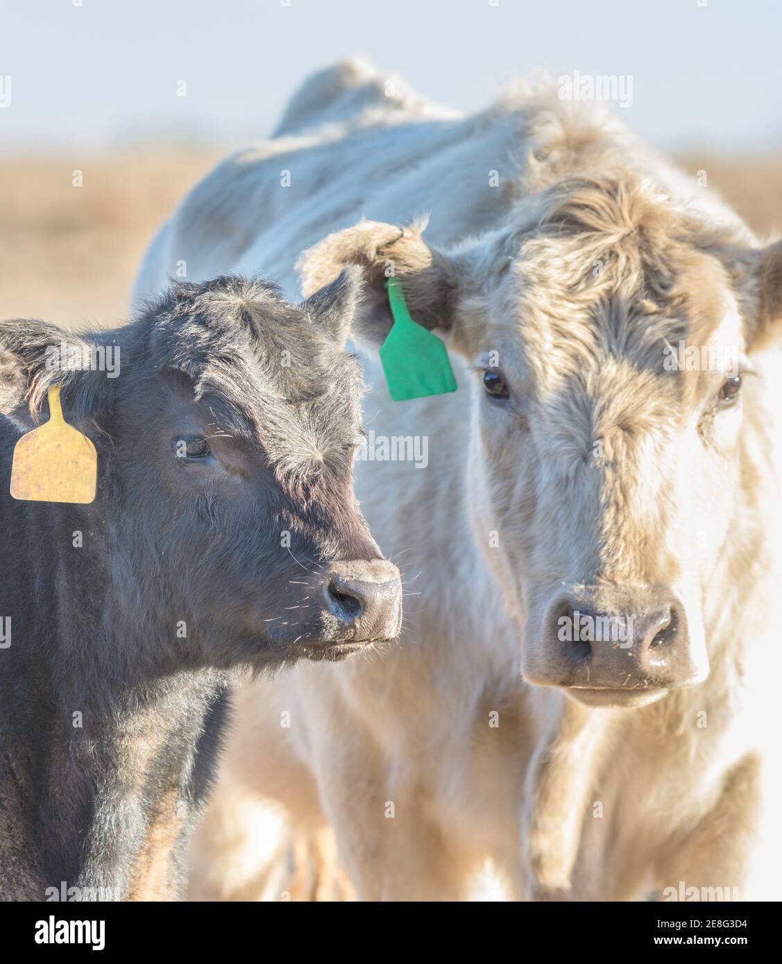 Weiße Kuh und schwarzem Kalbsleder in die Kamera schaut von Rechts beleuchtet Stockfoto