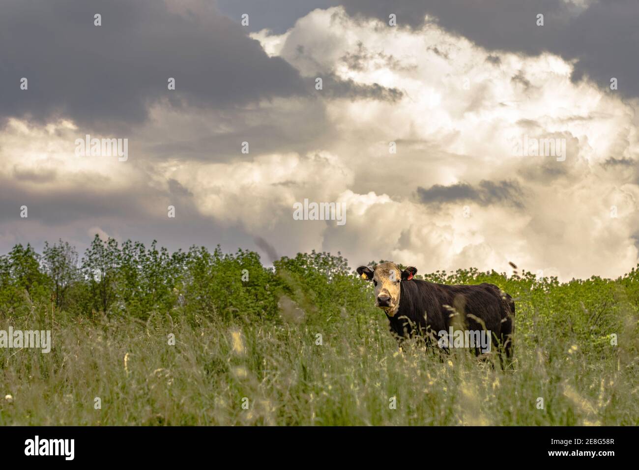 Schwarz-weiße Kuh auf einem Hügel, der hoch steht Gras mit dramatischen Wolken Stockfoto