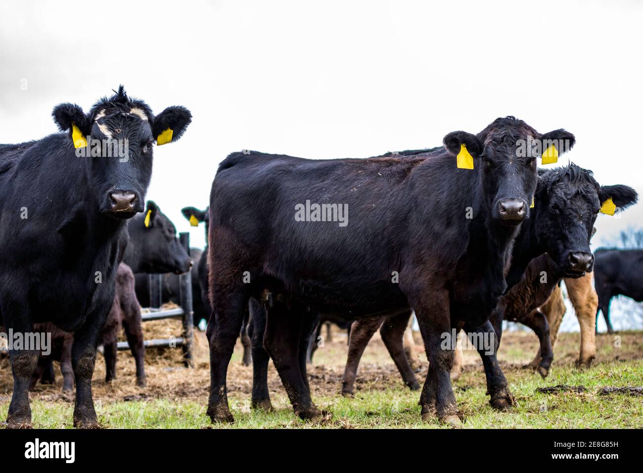 Kommerzielles gekreuzten Angus-Rind auf Winterweide in Alabama Stockfoto