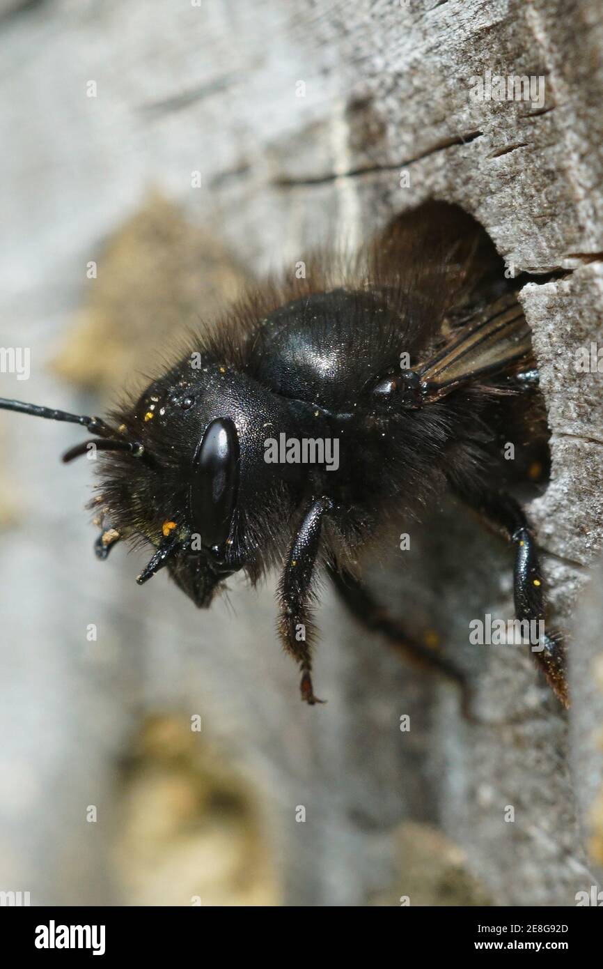 Eine weibliche gehörnte Maurerbiene, Osmia cornuta, die aus ihrem Nest herauskommt Stockfoto