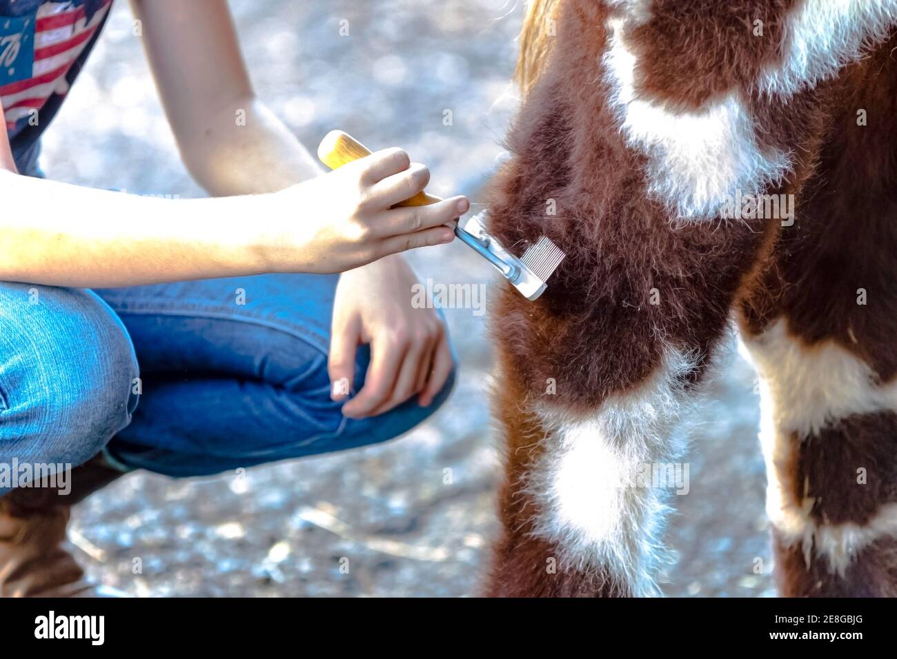 Ein Mädchen schließt letzten Schliff auf die Anpassung von ihr Färse vor der Show Stockfoto