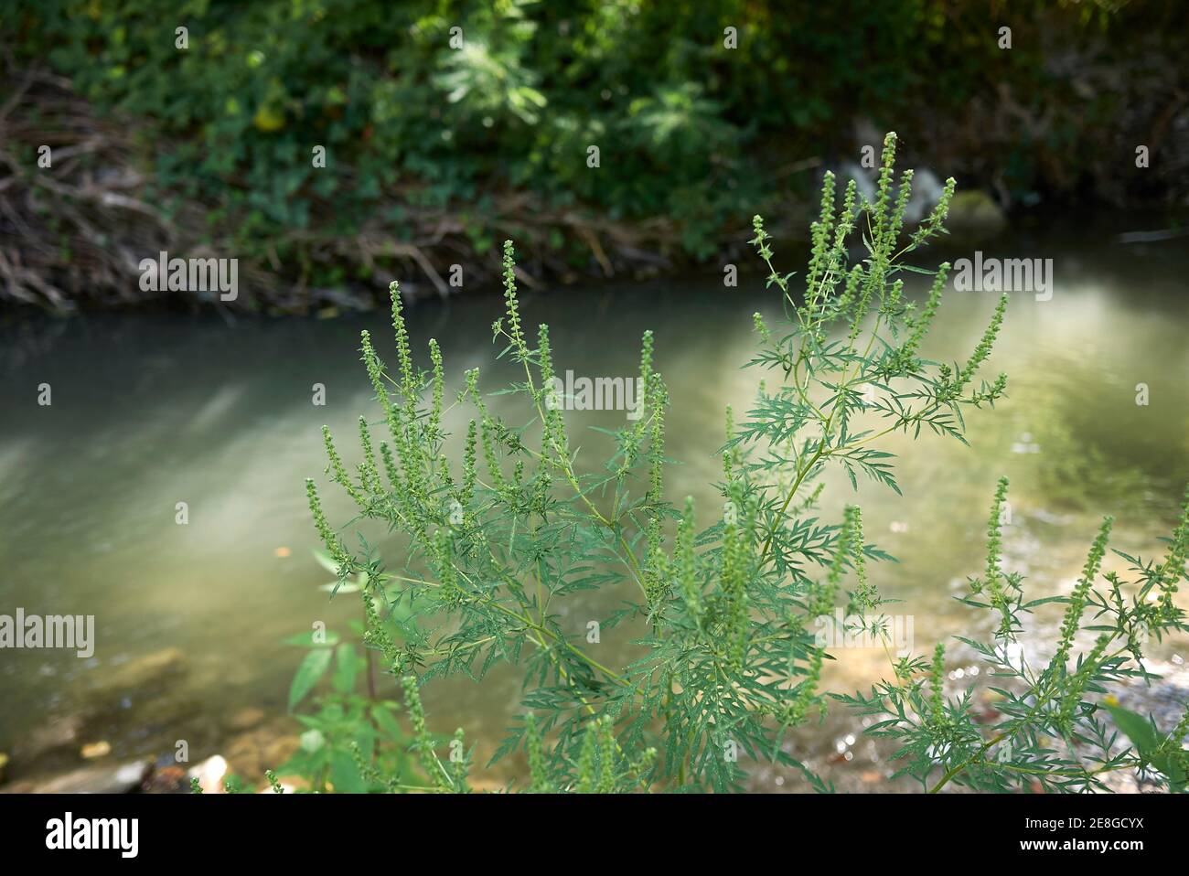 Ambrosia artemisiifolia blüht Stockfoto