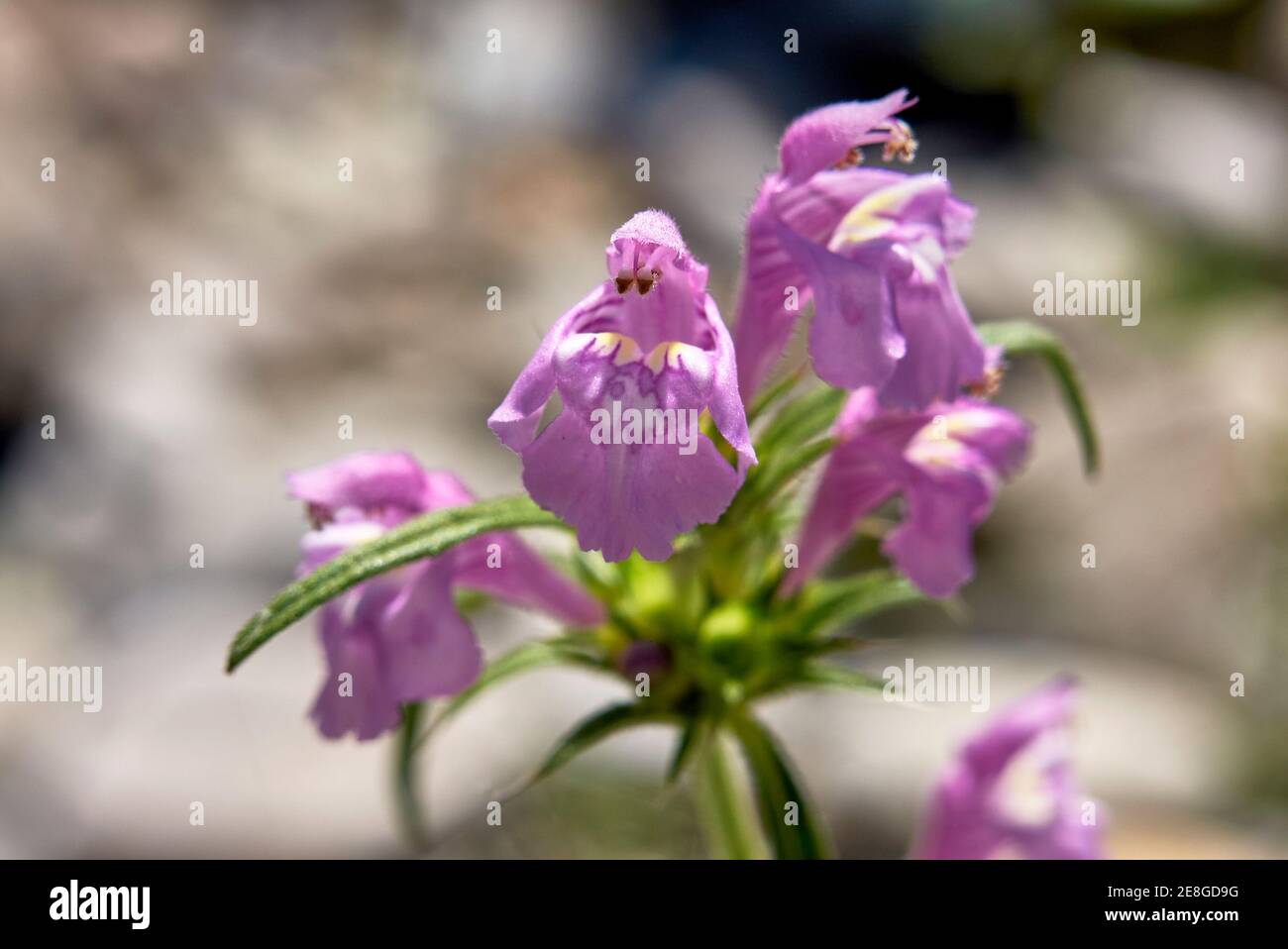 Galeopsis angustifolia rosa Blütenstand Stockfoto