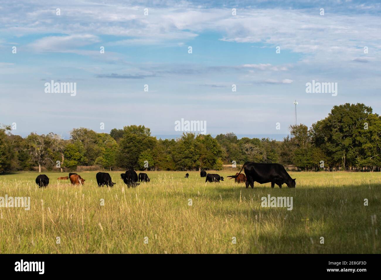 Herde von kommerziellen Rindfleisch Kühe und Kälber in einem späten Sommerweide an einem sonnigen Tag Stockfoto