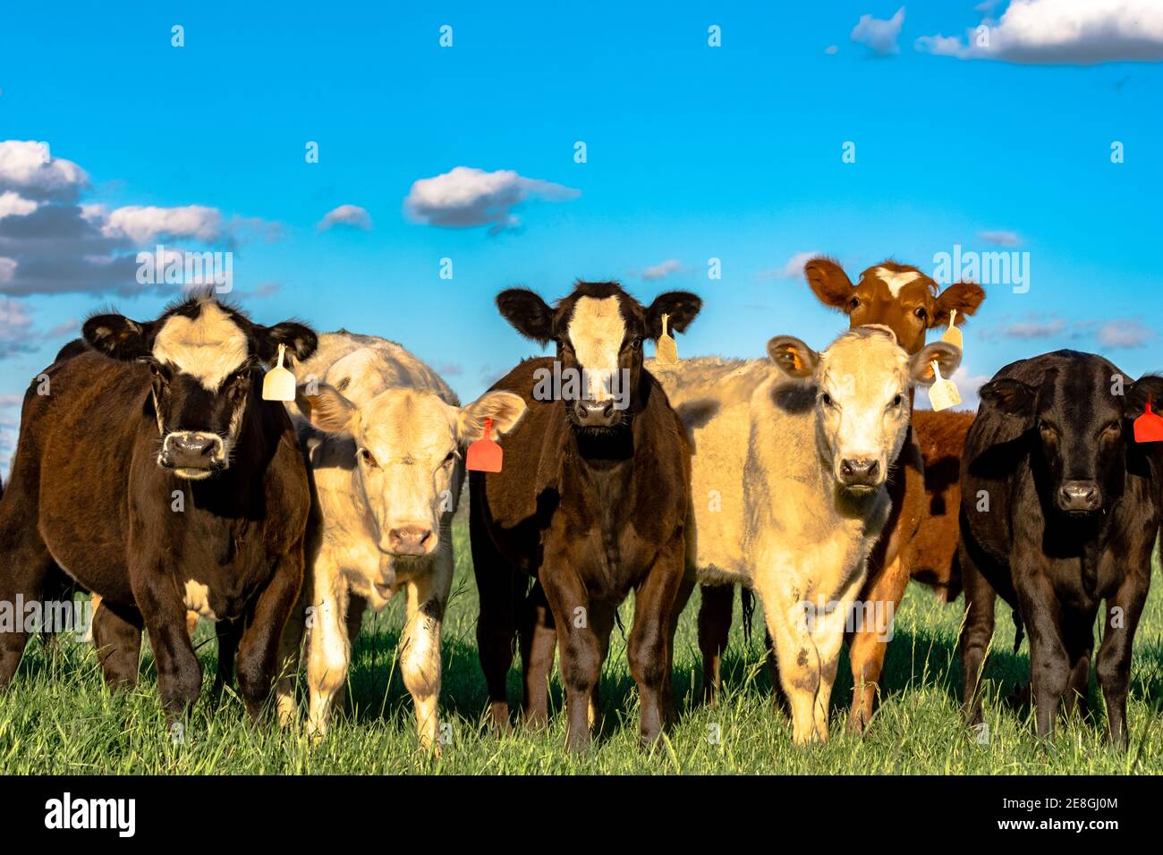 Junge Rinder stehen auf einem Feld mit blauem Himmel und Wolken Stockfoto
