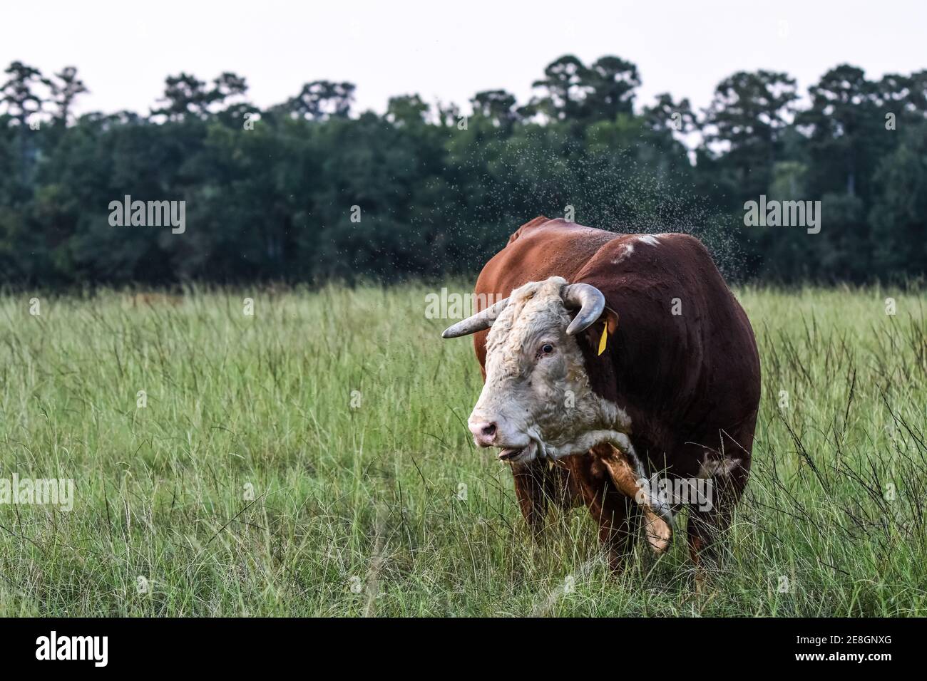 Horn fliegt in einem Sommer über einem Hereford-Stier Weide von hohem Gras Stockfoto
