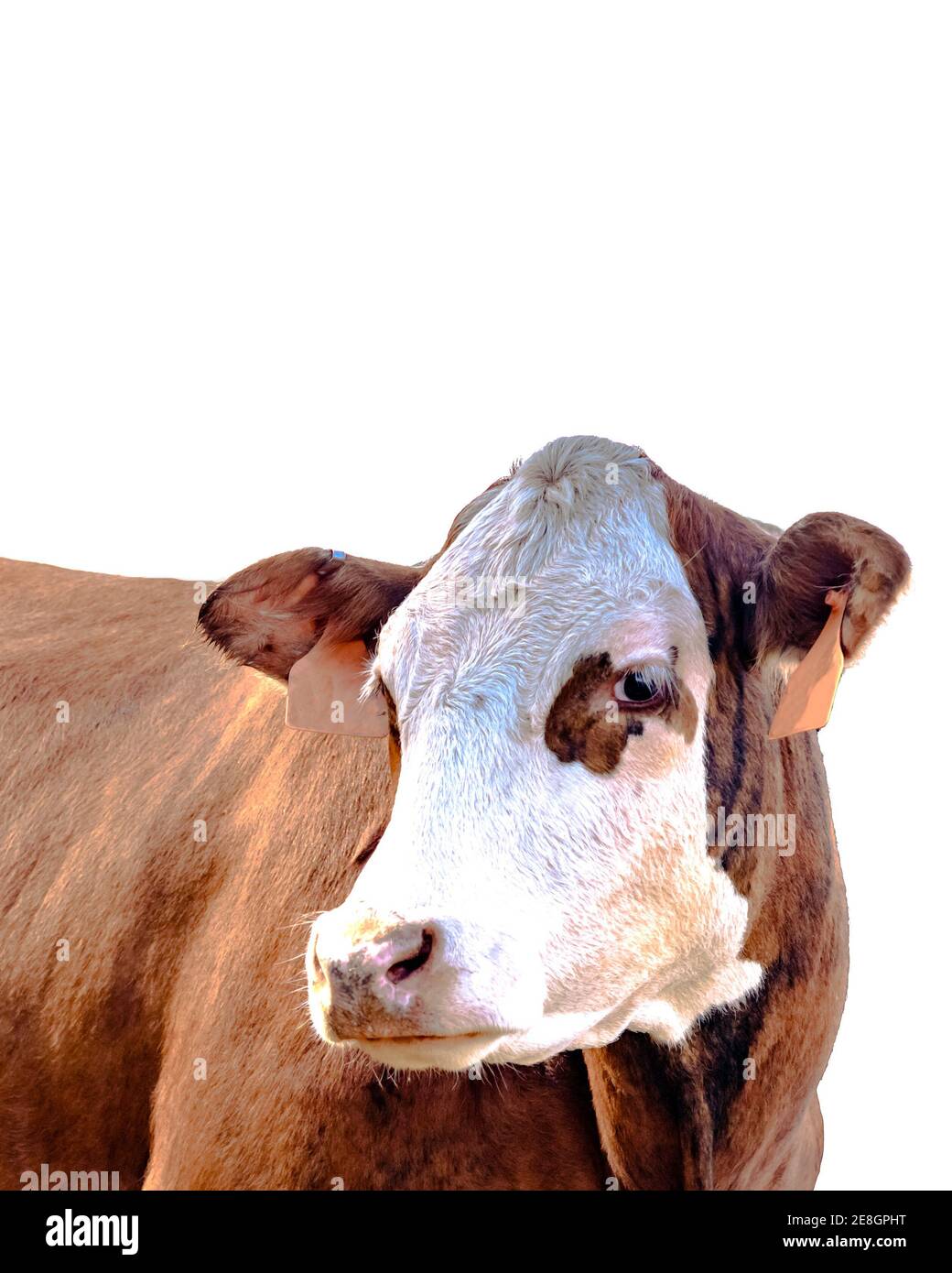 Red Baldy Rind Kuh drei Viertel Ansicht - isoliert Stockfoto
